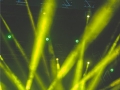 Garota VIP 117